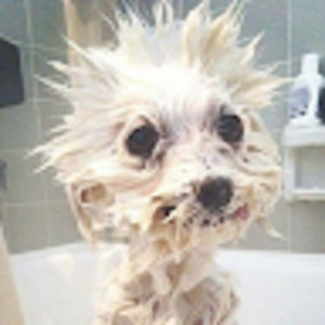 Meet your Posher, Ruby